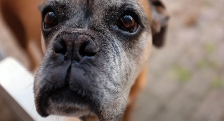 The Truth About Canine Joint Wear: Why Cartilage Damage Can’t Be Undone and the Role of Dog Supplements