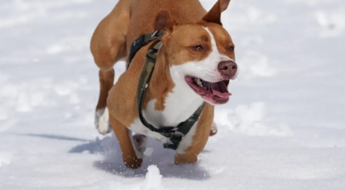 A Complete Guide to Treadmill Training & Nutritional Support for Pitbulls