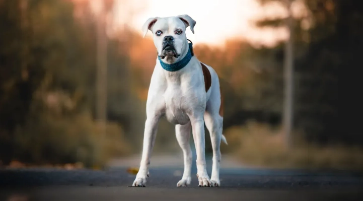 What Is Joint Health in Dogs? A Complete Guide for Pet Owners