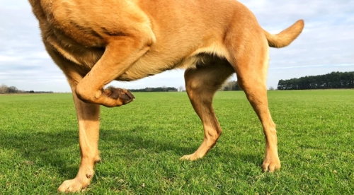 Signs Your Dog May Have Joint Problems (Early vs Advanced Symptoms)