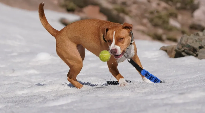 How to manage high energy and joint health for Pit Bull owners using a dog treadmill