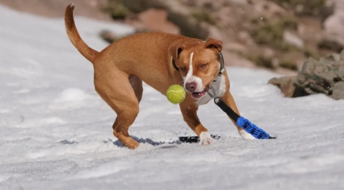 How to manage high energy and joint health for Pit Bull owners using a dog treadmill