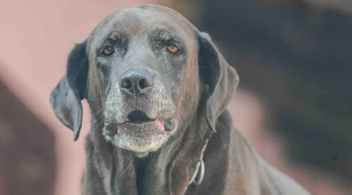 Why Joint Issues Are So Common in Dogs (Breed, Age, Weight Factors)