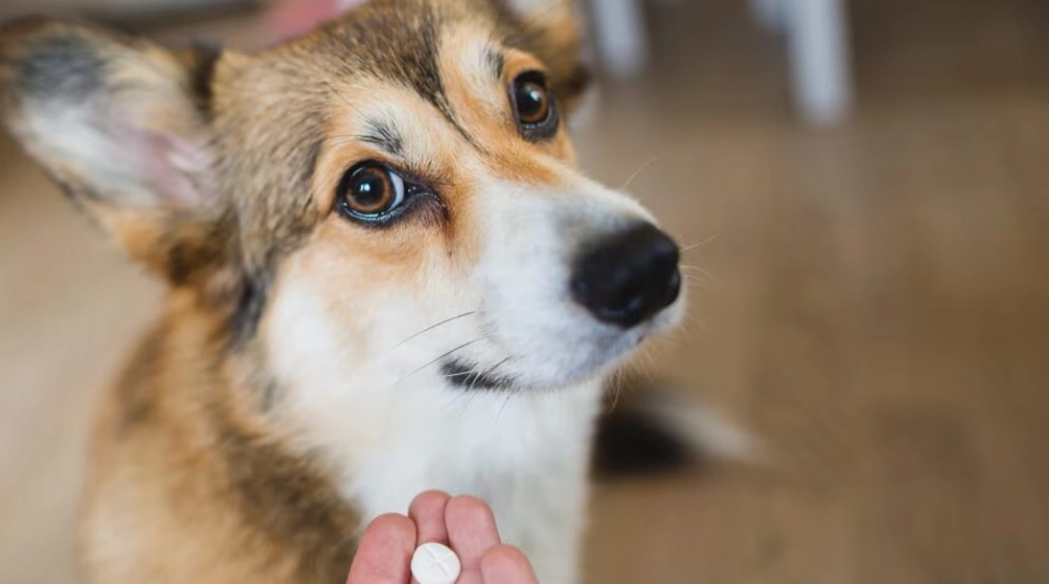 What Is Glucosamine for Dogs and How Does It Work?