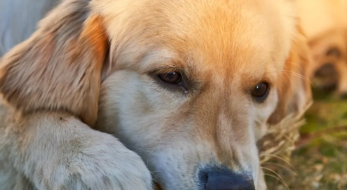 MSM for Dogs: Benefits for Joint Pain and Inflammation