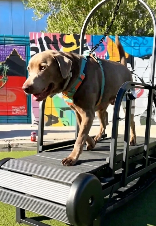 Too Hot to Walk Your Dog? Try Safe Indoor Exercise Instead