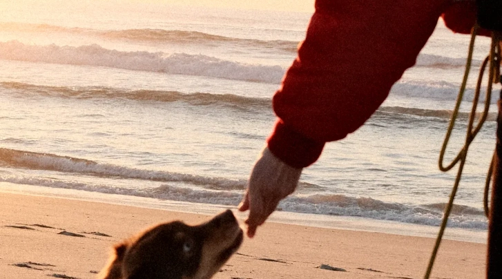 Manual Dog Treadmill vs Outdoor Walks on Hot Days