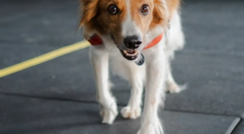 Self-Propelled Dog Treadmill: Let Your Dog Control the Pace Indoors