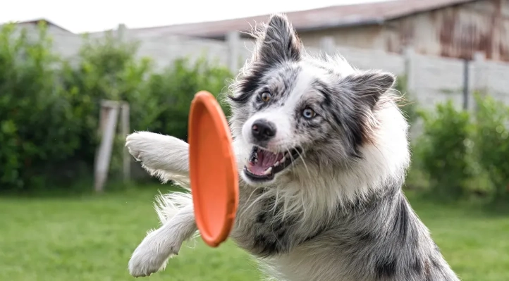 How to Exercise a High-Energy Dog During Summer Heat