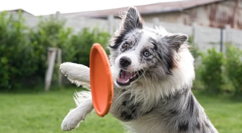 How to Exercise a High-Energy Dog During Summer Heat