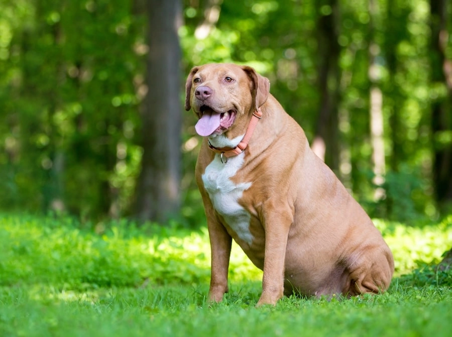 Why Dog Treadmills Are Essential for Weight Loss