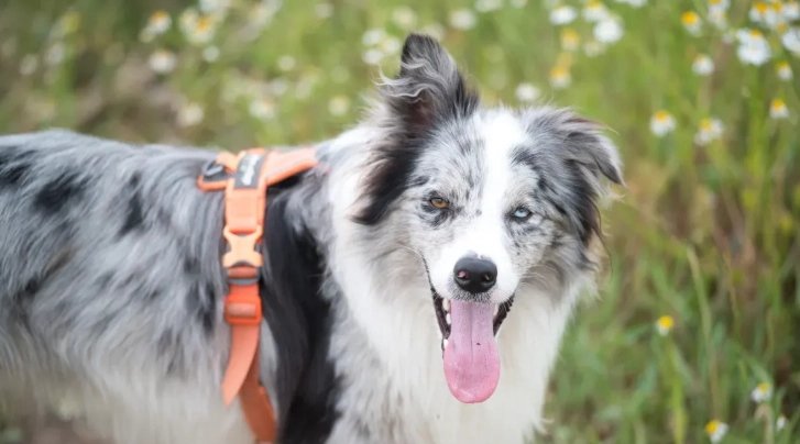 Can a Dog Treadmill Help When You Cannot Walk Your Dog Every Day?