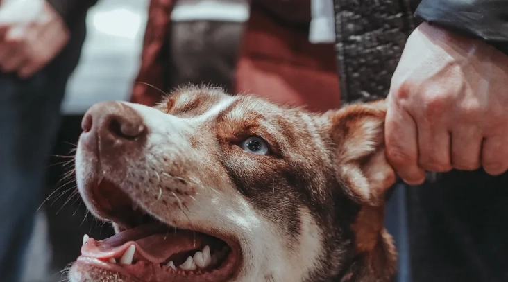 Dog Treadmill Training for Beginners: How to Start Safely Indoors