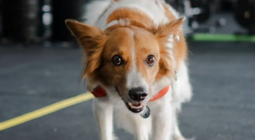 How Long Should a Dog Use a Treadmill in Summer?