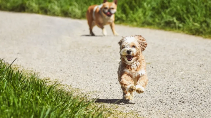 Beyond Free Spin: What Really Makes a Great Dog Treadmill?