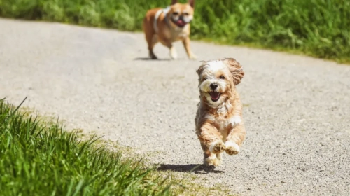 Beyond Free Spin: What Really Makes a Great Dog Treadmill?