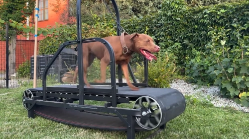 The Benefits of Structured Slatmill Exercise for Dogs