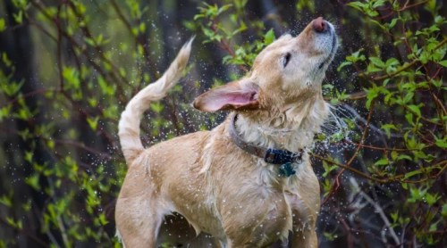 How Much Exercise Does Your Dog Really Need?
