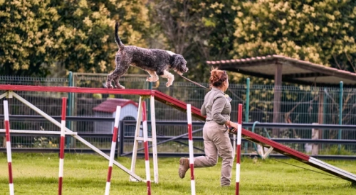 Dog Slatmill vs Treadmill: Which One Is Better for Your Dog?