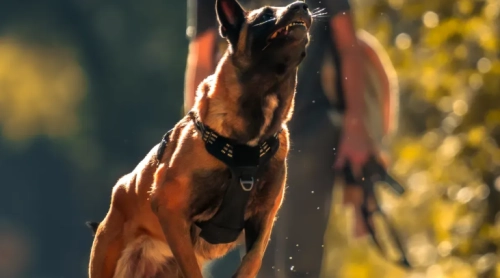 How Dogs Gain Muscle Mass with the Ronzeil Treadmill