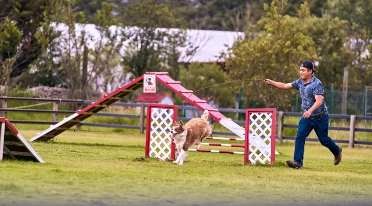 10 Signs You're Exercising Your Dog Too Much