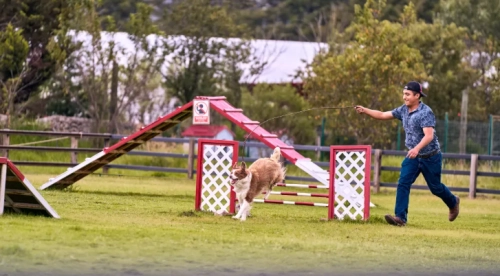 10 Signs You're Exercising Your Dog Too Much