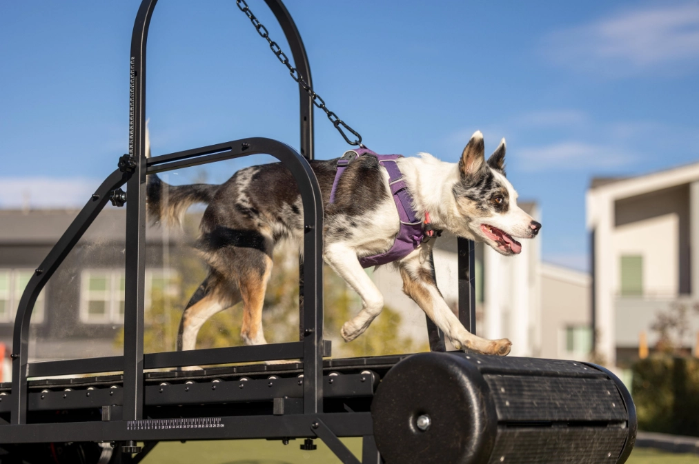How to Tire Out a High Energy Dog on a Treadmill Safely and Effectively