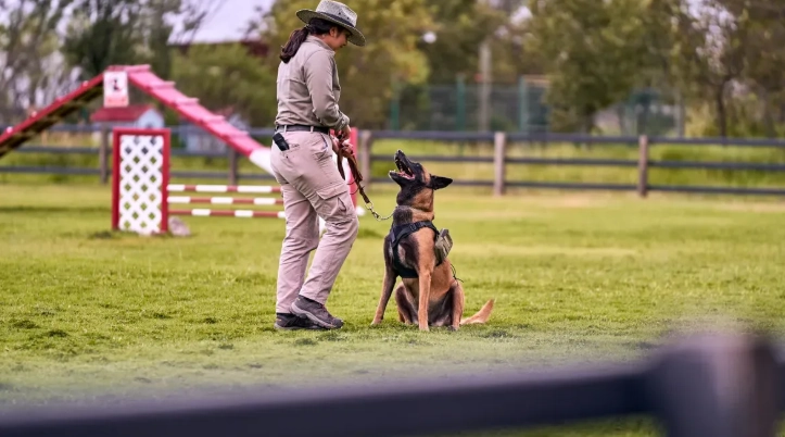 Why Dog Gyms and Trainers Prefer Ronzeil Slatmills for Conditioning