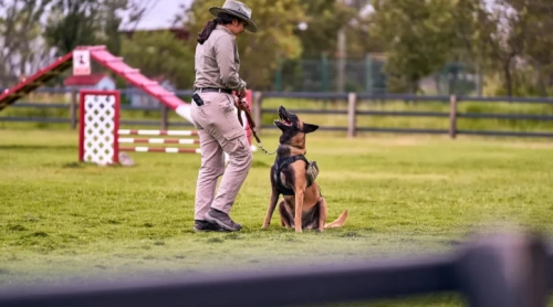 Why Dog Gyms and Trainers Prefer Ronzeil Slatmills for Conditioning