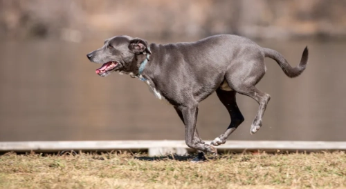 What Is a Dog Slatmill and Why Is It Better Than a Regular Treadmill?