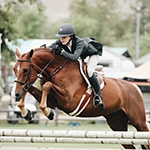 wholesale small pet supplies