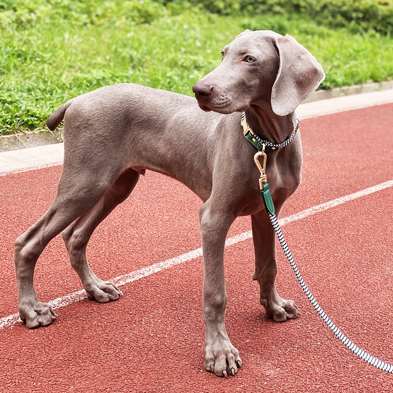 Nylon Print Pattern Heavy Duty Rope Dog Leash For Dog Walking