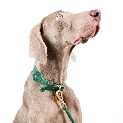 Leather Dog Tracking Collar With Airtag Holder For Large Dog 02