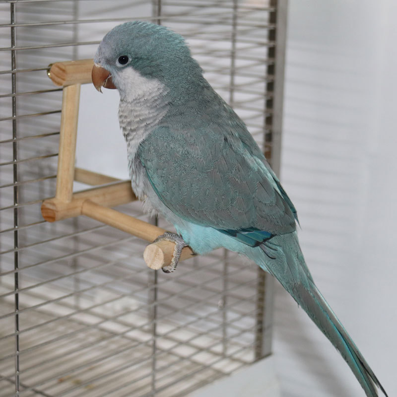 White Large Antique Wooden Bird Mirror for Parrot Cockatiels Parakeets