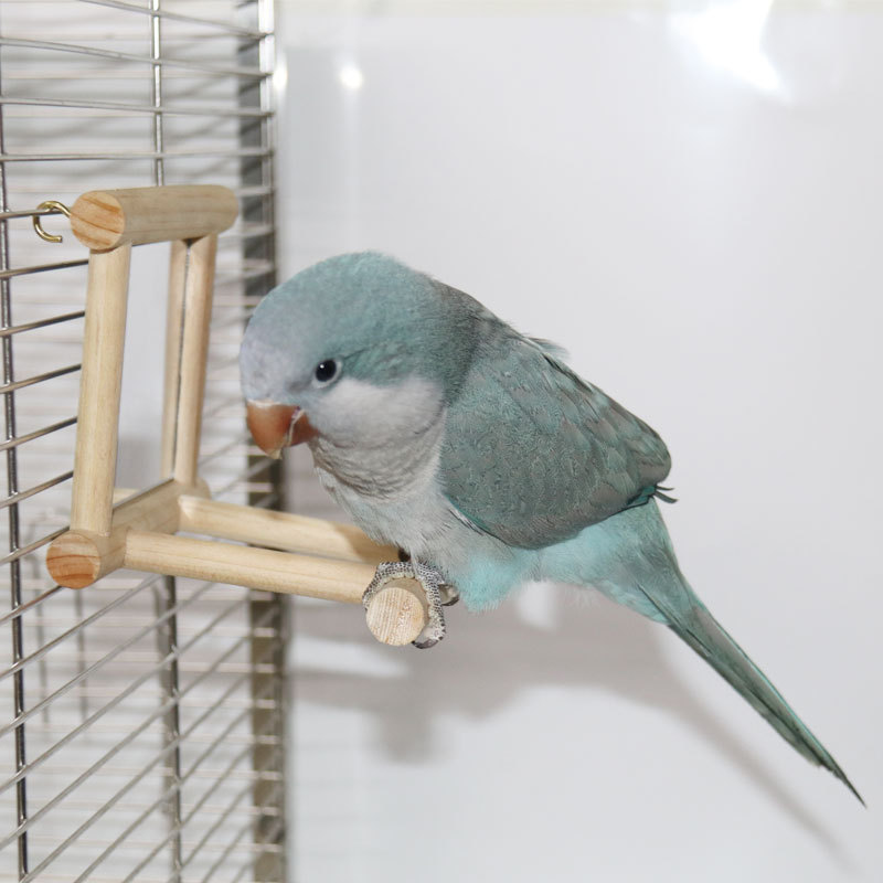 White Large Antique Wooden Bird Mirror for Parrot Cockatiels Parakeets