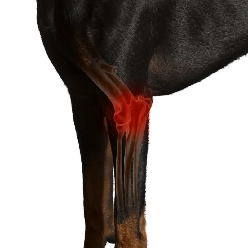 Classic Upgrade Dog Elbow Arthritis Brace