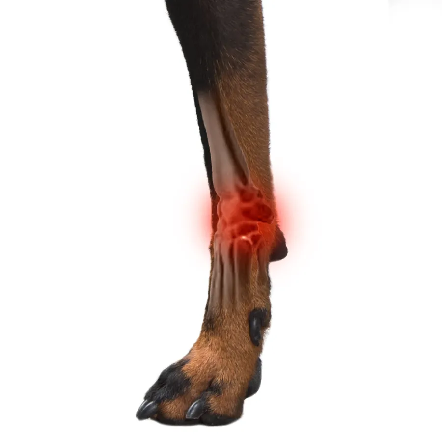 Flexible Dog Wrist Arthritis Brace