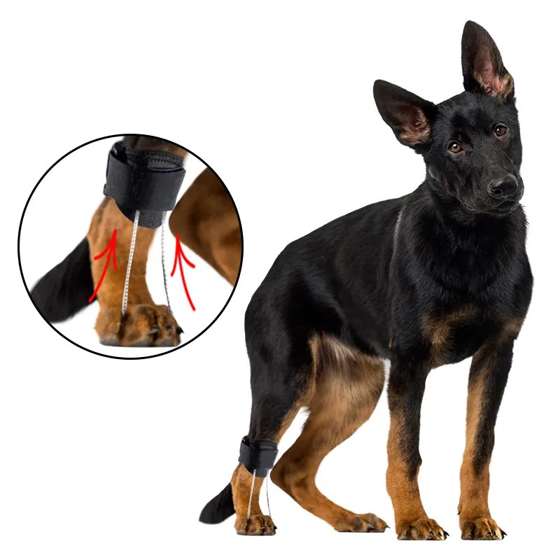 Rear Leg Toe Fracture Brace for Dogs
