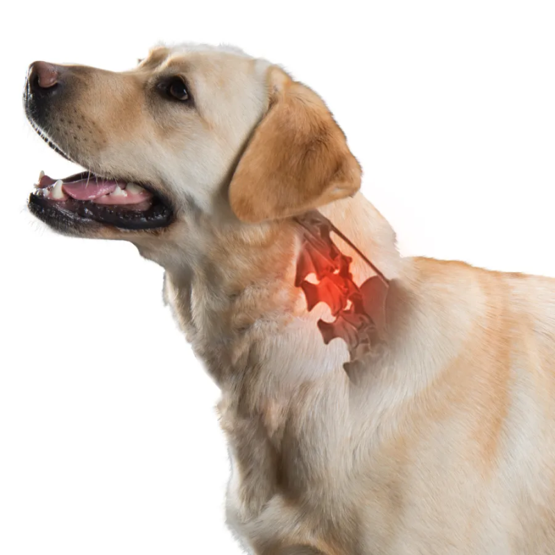 Dog Neck Brace After Surgery
