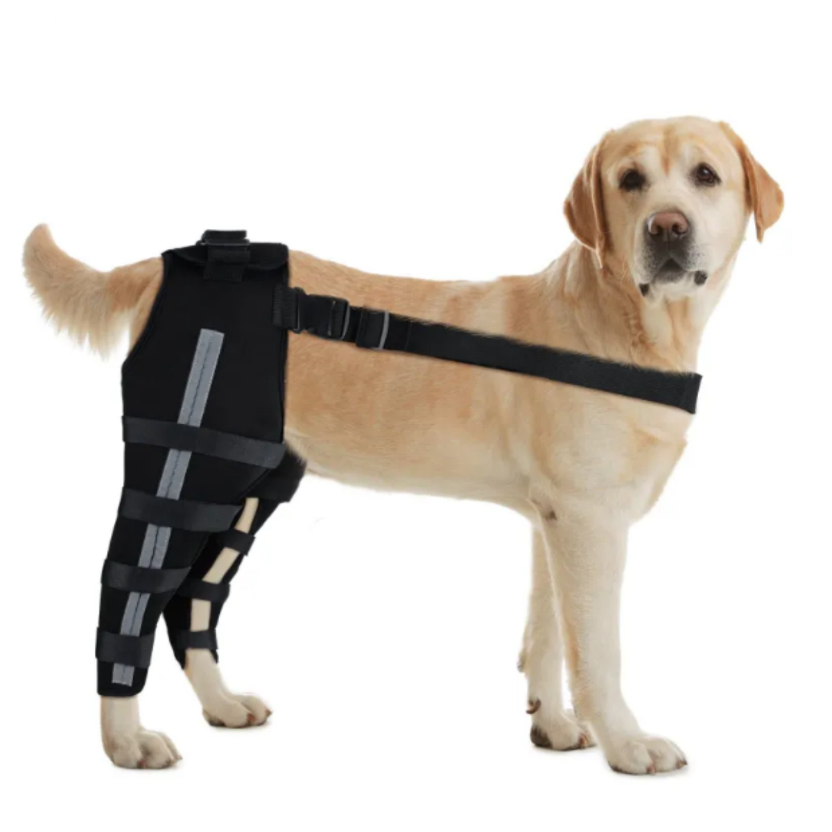 Reflective and Supportive Strips Dog Hind Leg Arthritis Brace Black