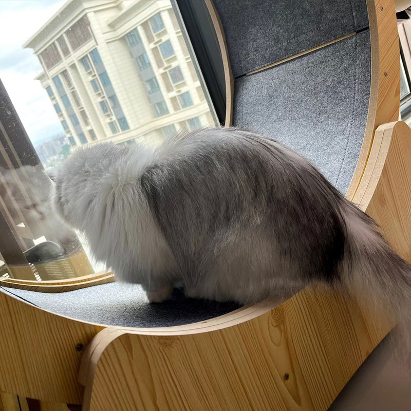 Top-Rated Cat Treadmills: Your Purrfect Companion for Indoor Exercise