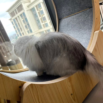 Top-Rated Cat Treadmills: Your Purrfect Companion for Indoor Exercise 02