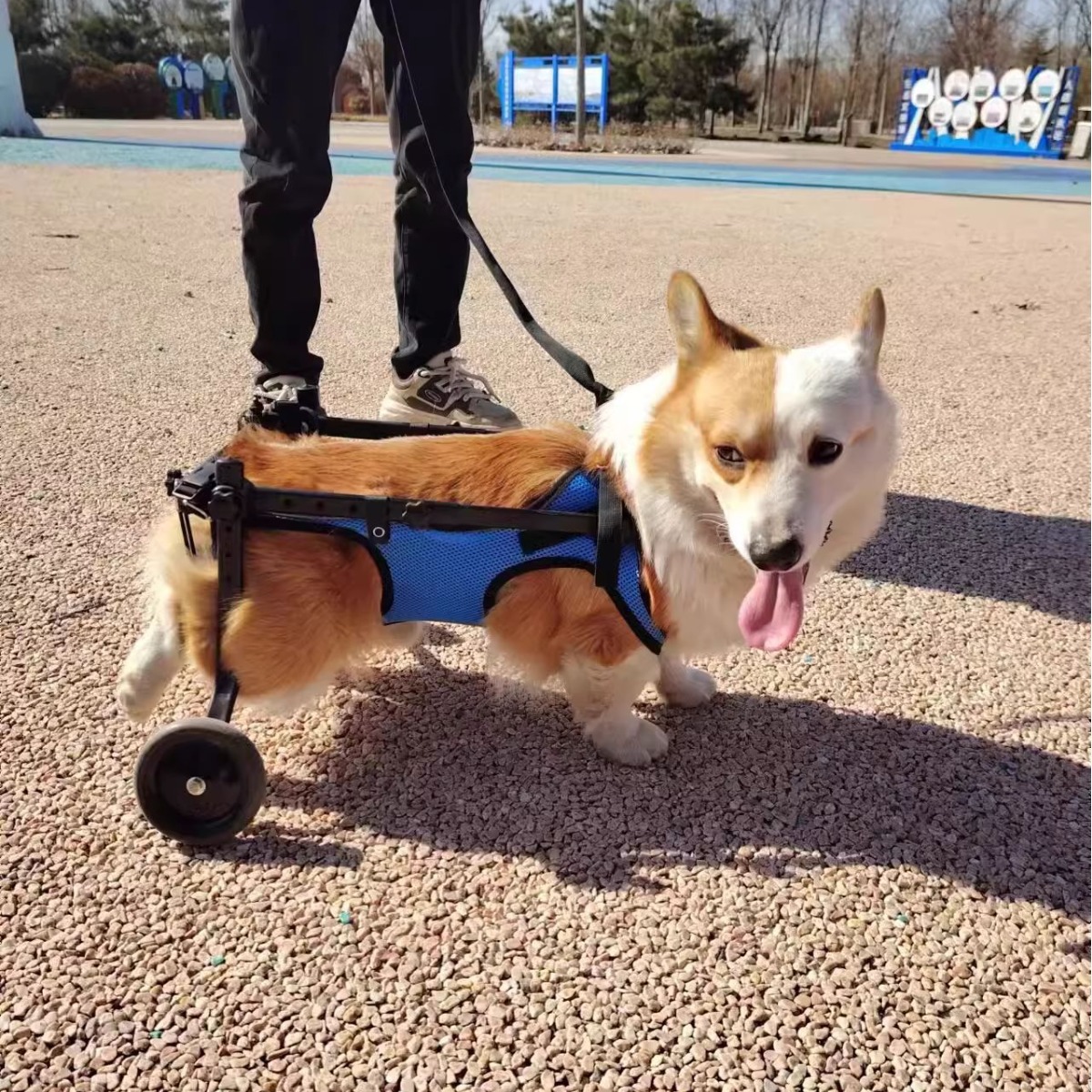 dog wheels