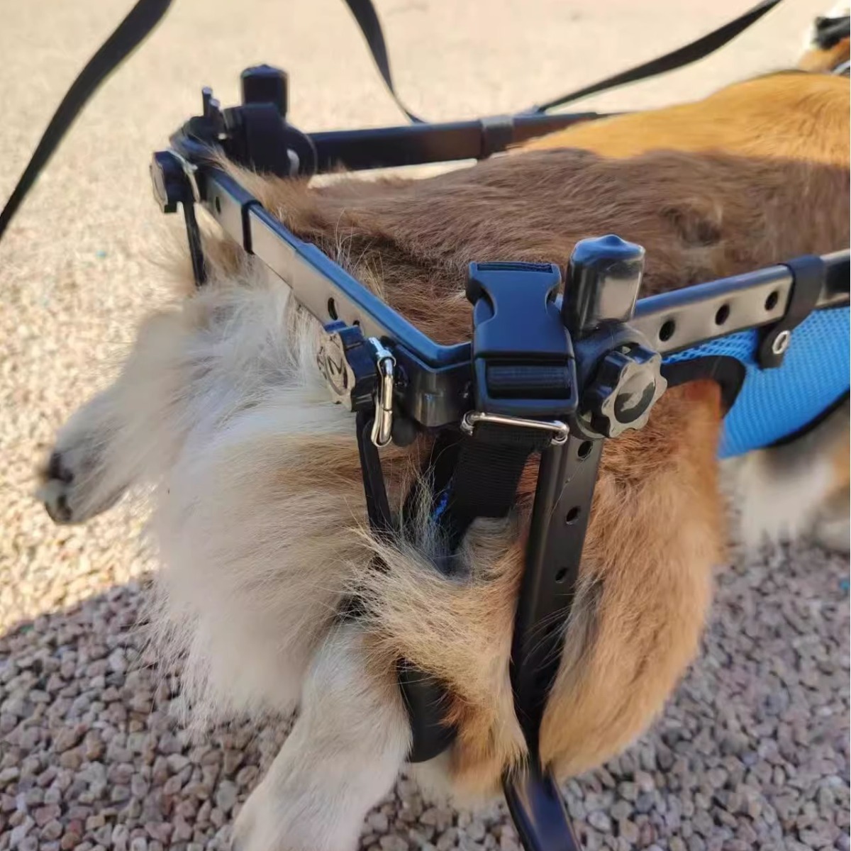 dog wheelchair
