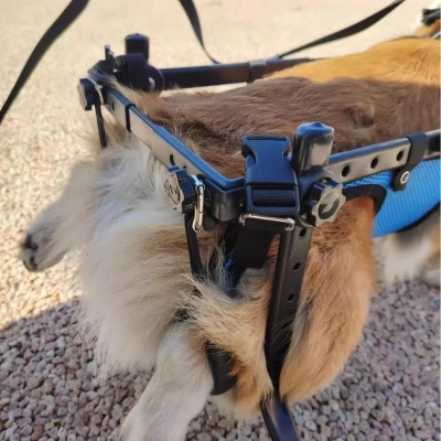 Factory Convinient Customized Dog Wheelchair: Mobility Aid for Canine Pals 02