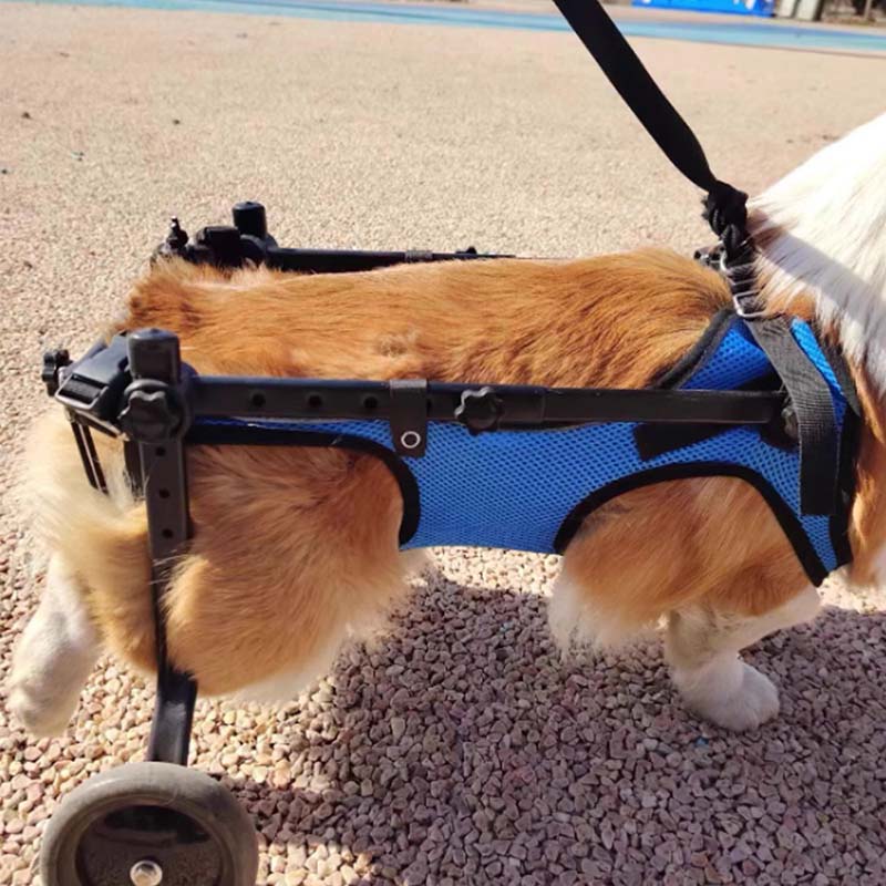 Factory Convinient Customized Dog Wheelchair: Mobility Aid for Canine Pals