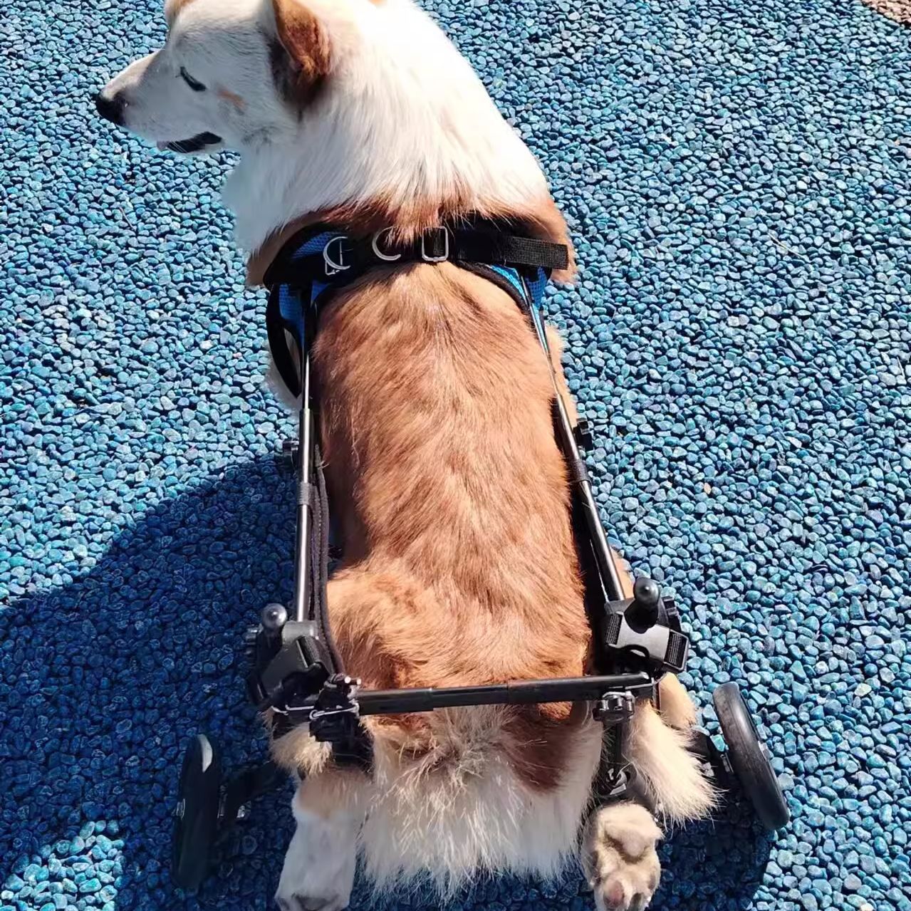 Factory Convinient Customized Dog Wheelchair: Mobility Aid for Canine Pals