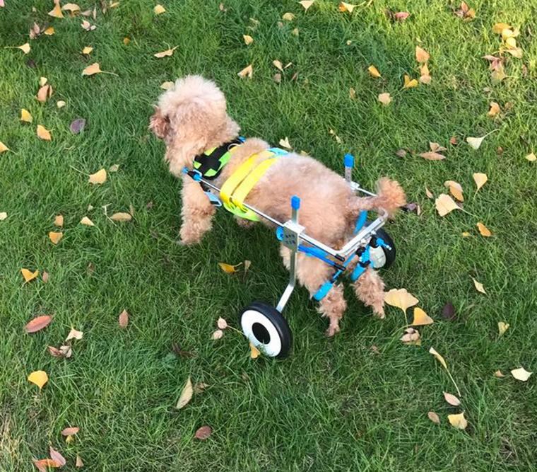 Factory Customised High Quality Pet Dog Disability Wheelchair Dog Mobility Scooter