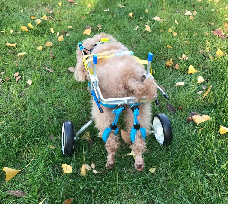 Dog Mobility Scooter