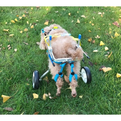 Factory Customised High Quality Pet Dog Disability Wheelchair Dog Mobility Scooter 02